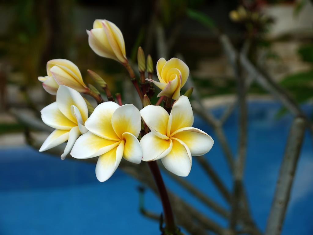Le Flamboyant Resort Kep Bagian luar foto